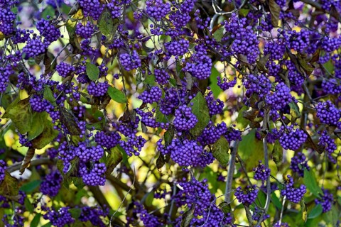 Bodinier's beautyberry