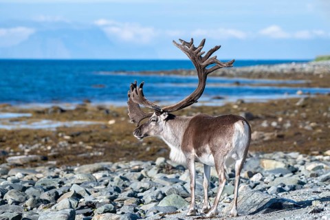Reindeer