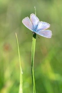 Gossamer winged butterfly