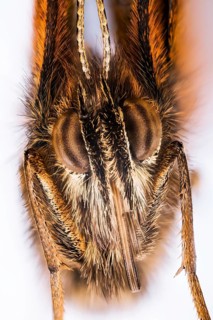 Portrait in Macro Focus Stacking technique of Gatekeeper or Hedge Brown