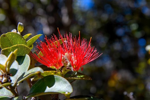 Rata