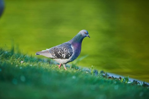 Feral pigeons