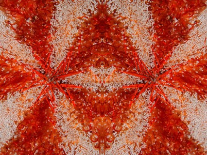 PHOTOMONTAGE
