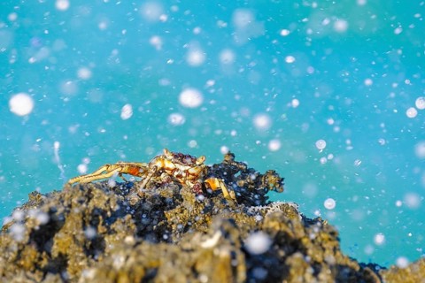 Crab