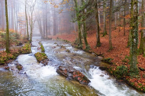 Zellerache flows through autumn forest in morning fog
