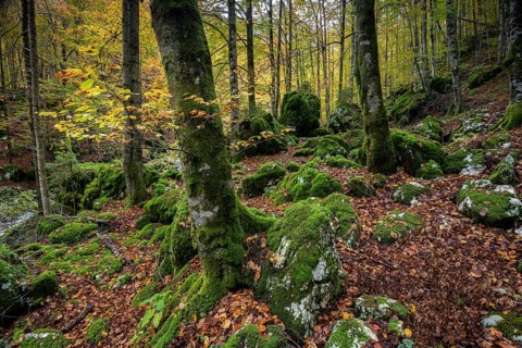 Original forest with moss-covered rocks and trees