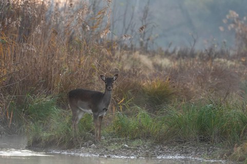 Fallow deer cow