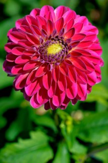 Decorative dahlia