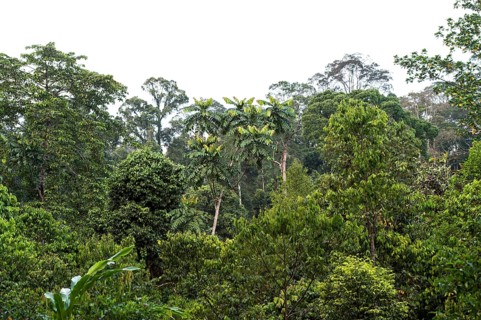 Tropical lowland rainforest