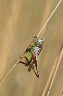 Roesel's bush-cricket