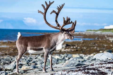 Reindeer