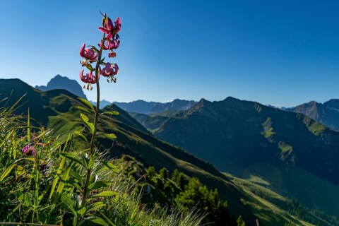 Martagon lily a