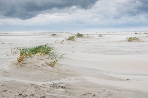 Foreshore dunes on Juist