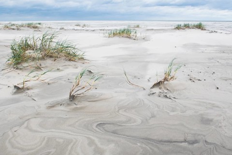 Foreshore dunes on Juist