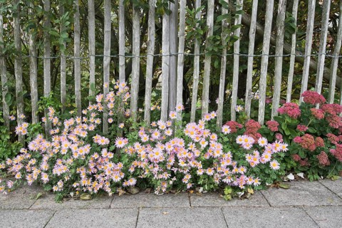 Aster tongolensis