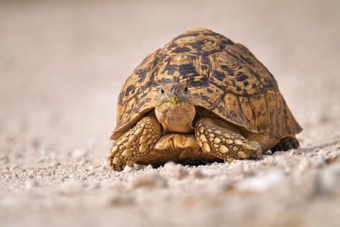 Leopard tortoise
