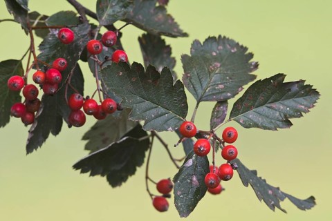 Swedish whitebeam