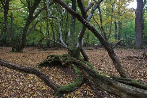 Old European hornbeams