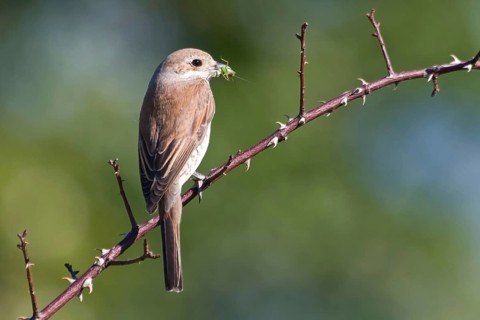 Red-backed shrike