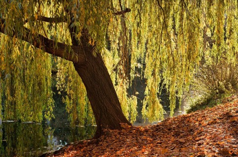 Weeping willow on the banks of the Neckar