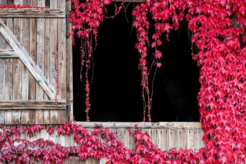 Boston ivy