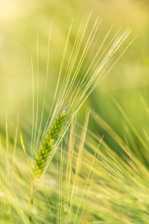 Barley ear