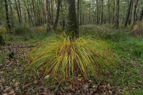 Greater Tussock Sedge