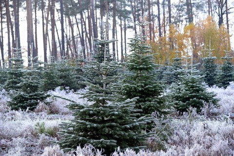 Abies nordmannianas