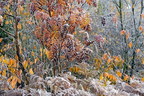 European rowan