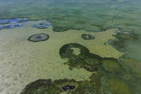 Aerial view on the lake covered with European white water lily