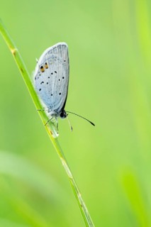 Gossamer winged butterfly