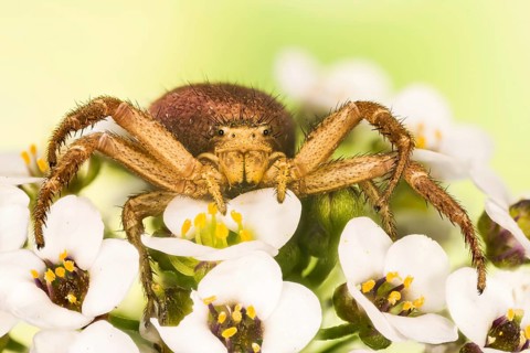 Macro Focus Stacking portrait of Common Crab Spider
