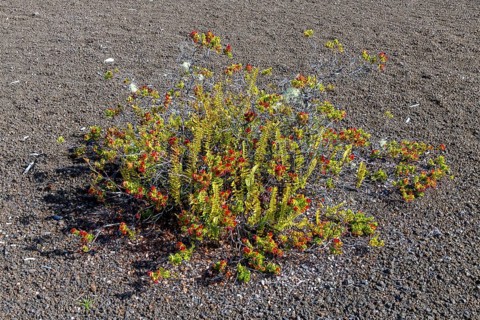 Pioneer plants on the Devastation Trail