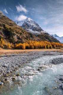 Golden larches