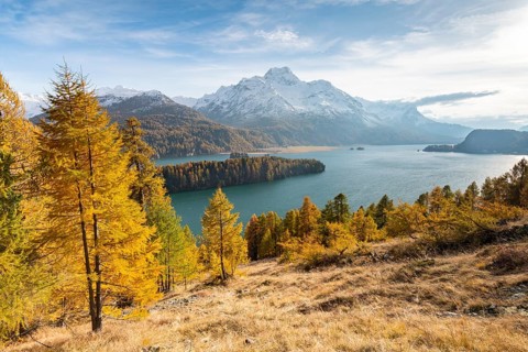 Autumnal larch forest with snow-covered mountains