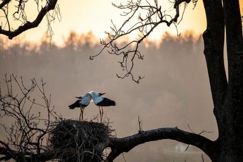 White Stork