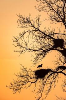 White Stork