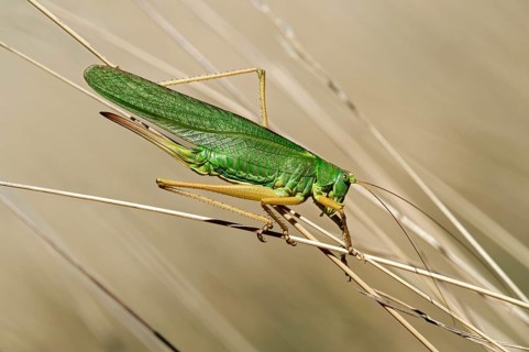 Great green hay horse