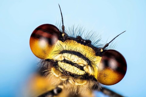 Macro Fucus Stacking portrait of male of Large Red Damselfly
