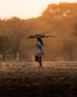 Shepherdess with sticks on her head walking on dry earth with dust during sunset
