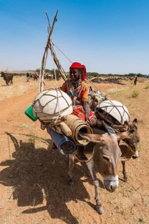 Caravan of Peul nomads with their animals in the Sahel of Niger