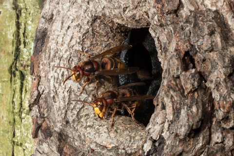 European hornet
