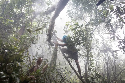Honey collector climbs a tree in the mangrove forest to get to the combs of wild bees to collect the honey