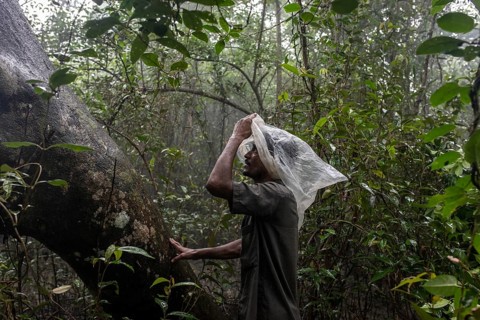Honey collector waits for his partner at the foot of the tree