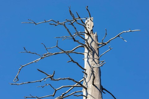 Dead spruces after bark beetle infestation on the mountain Lusen