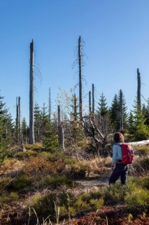 Dead spruces after bark beetle infestation on the mountain Lusen
