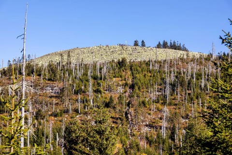 Dead spruces after bark beetle infestation on the mountain Lusen