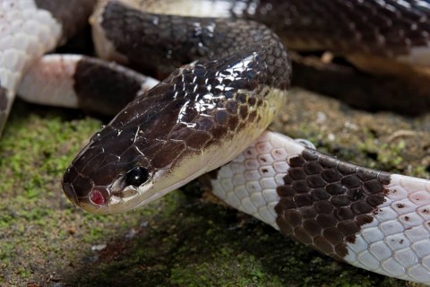 Malayan krait