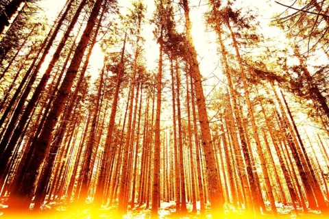 Forest linear