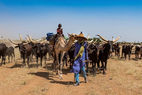 Caravan of Peul nomads with their animals in the Sahel of Niger